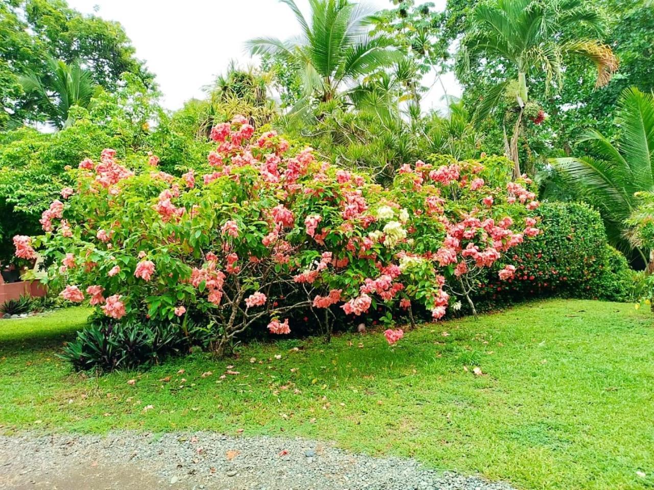 Hotel La Diosa Cahuita Extérieur photo